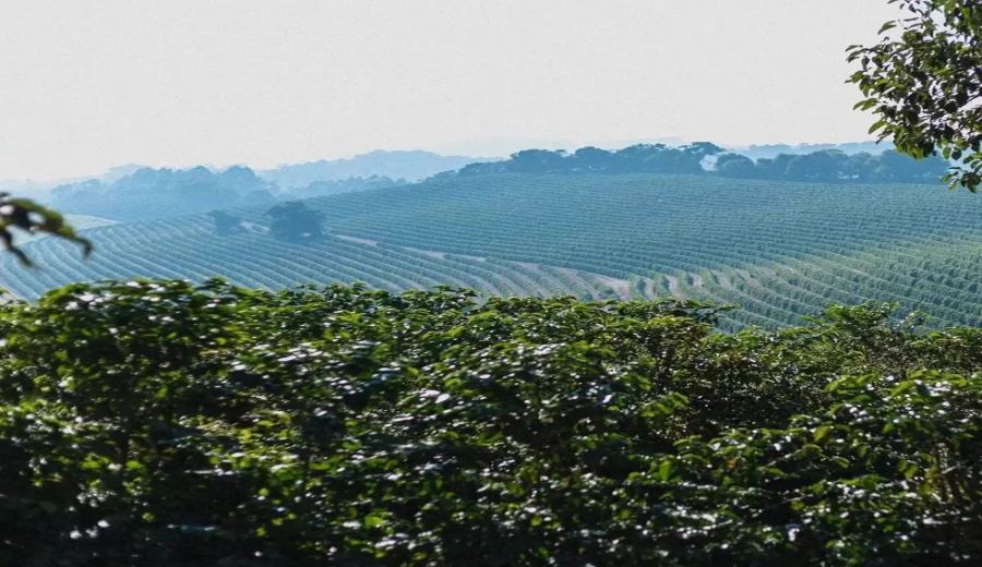 Why Are Brazilian Coffee Beans Commonly Used in Blends? An In-Depth Exploration of Queen Estate Yellow Bourbon Flavors