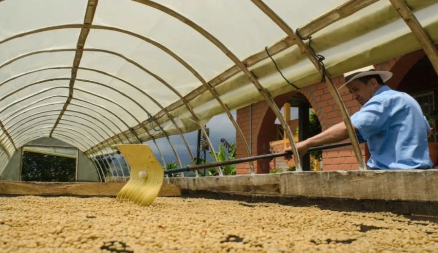 Colombia's coffee production aims for 13 million bags amid dual pressures of weather and costs