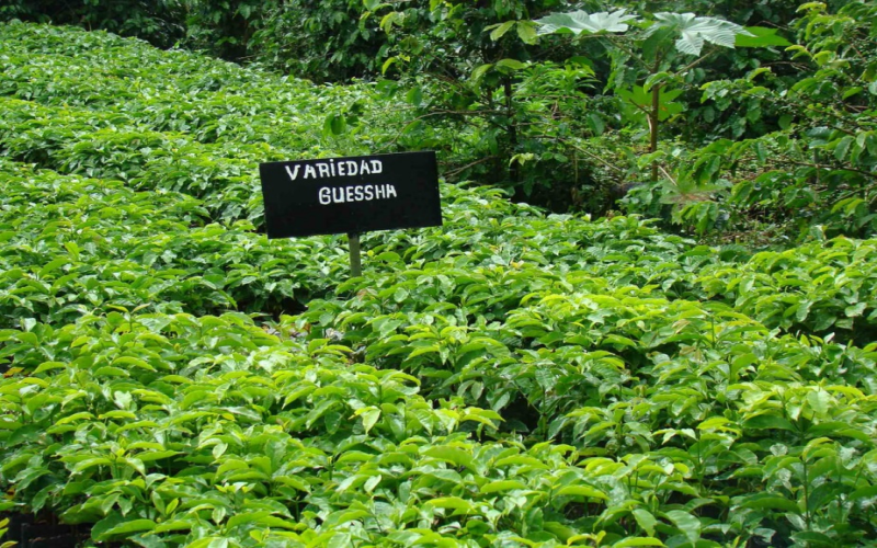 How are Panamanian Geisha beans graded? What’s the difference between Emerald Red Label, Green Label, and auction lots?