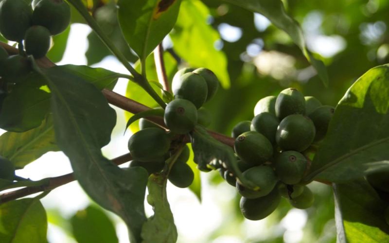 Kenya Coffee In-Depth Guide: From SL28/SL34 Varieties to K72 Washed Process and Pour Over Recommendations