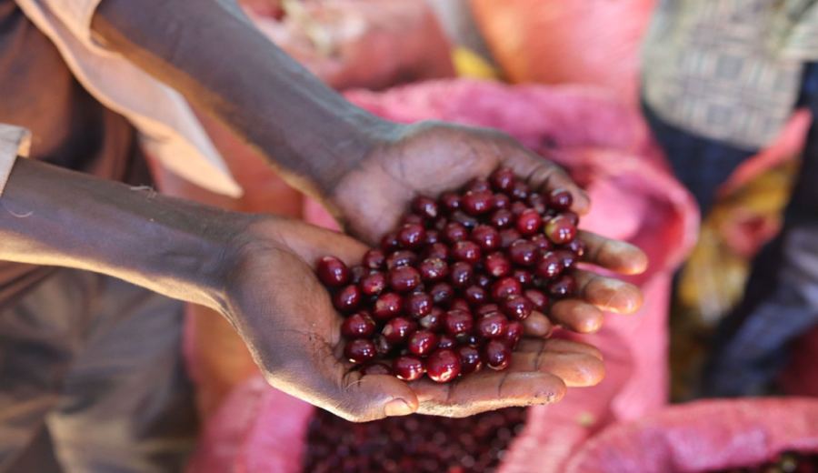 Ethiopia Huaku SOE Coffee Beans: A Complete Guide to Sun-Dried Flavors and Pour Over/Espresso Brewing