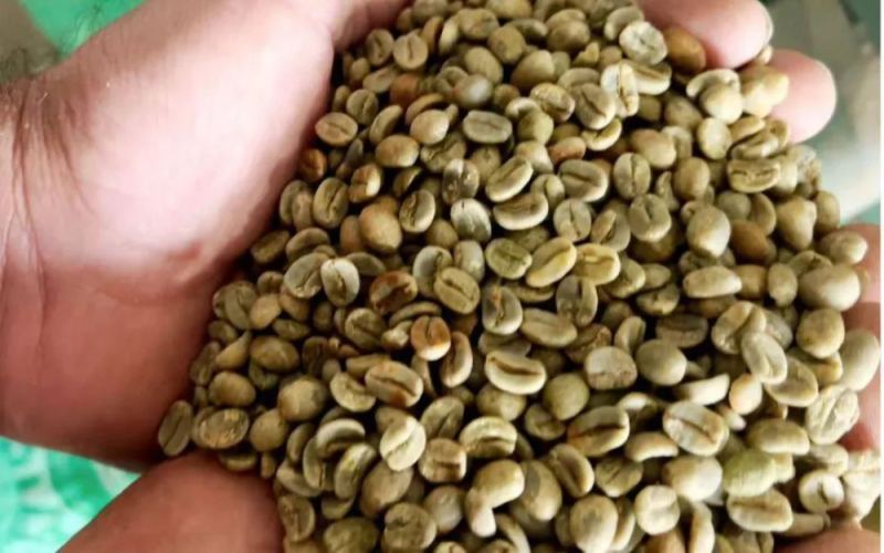 Behind the Surge in Brazilian Coffee Prices: How Climate Anomalies and Policy Risks Are Affecting the Market?
