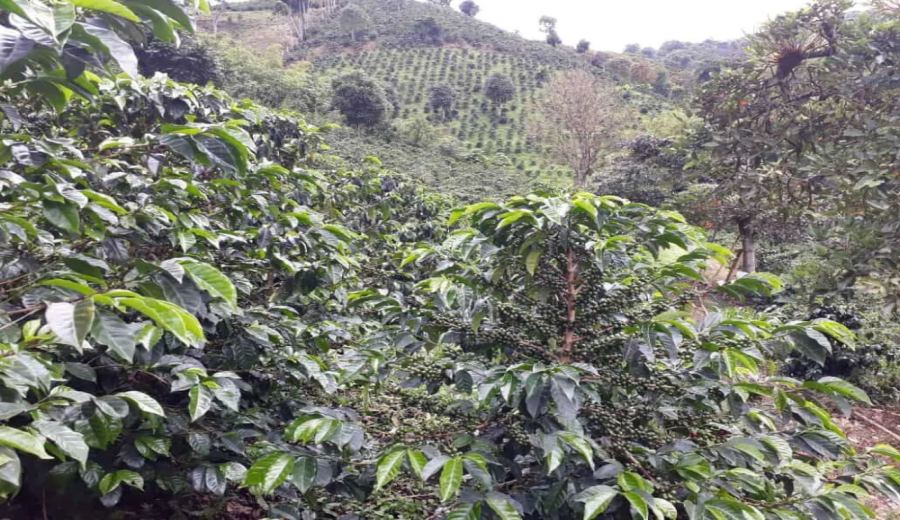 The Century-Long Evolution of Colombia’s Coffee Industry: From Post-War Recovery to the Boundary Farm Gesha Geisha Trend