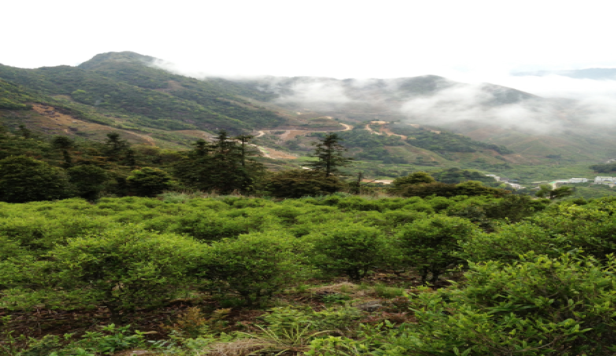 Big reveal of Heytea oolong tea varieties: What’s the difference between high mountain oolong and Dongding oolong?