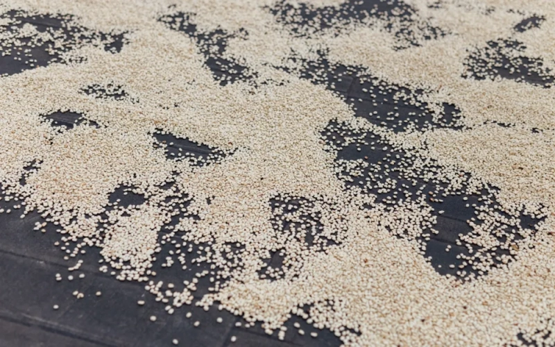 Panama BOP 2024 Champion Chiroso: Flavor Profile of This High-Altitude Specialty Coffee Bean with Colombian Origins