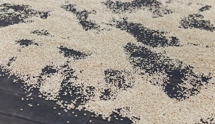 Panama BOP 2024 Champion Chiroso: Flavor Profile of This High-Altitude Specialty Coffee Bean with Colombian Origins