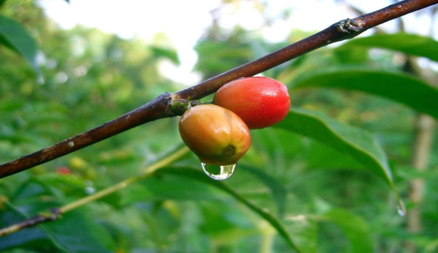 Complete Guide to Kenyan Specialty Coffee: SL28/SL34 Varietal Characteristics and K72 Washed Flavor Profile