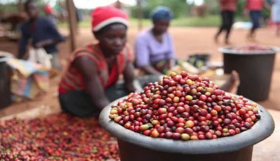 Kenya plans to launch a national coffee brand but faces dual challenges of declining production and EU regulations