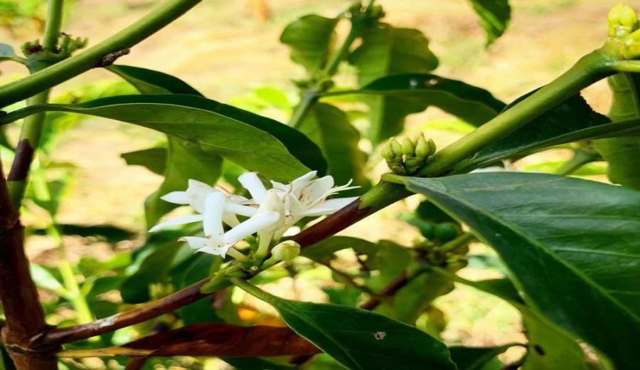 What’s the difference between Panamanian Geisha and Artisan coffee beans? Flavor analysis and pour over roasting recommendations