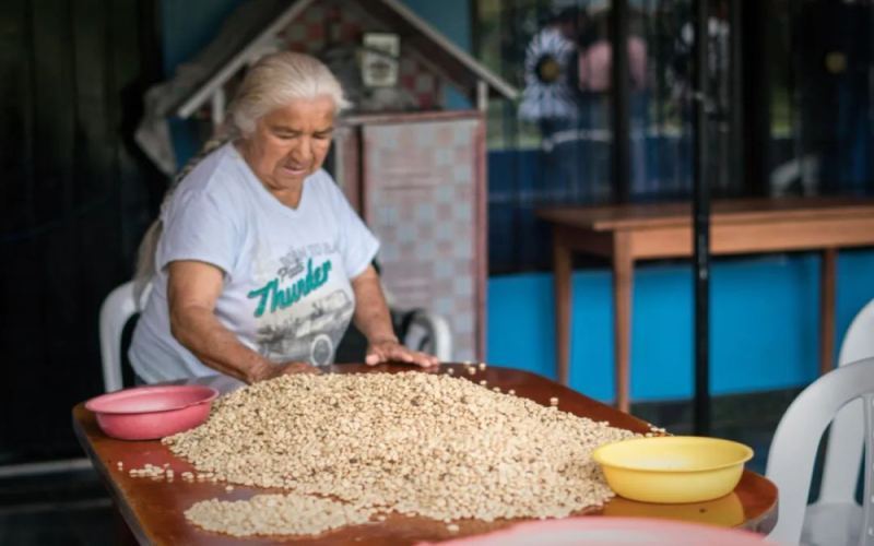 Coffee Bean Defect Identification Guide: How to Avoid Flavor Pitfalls from Grading to Roasting