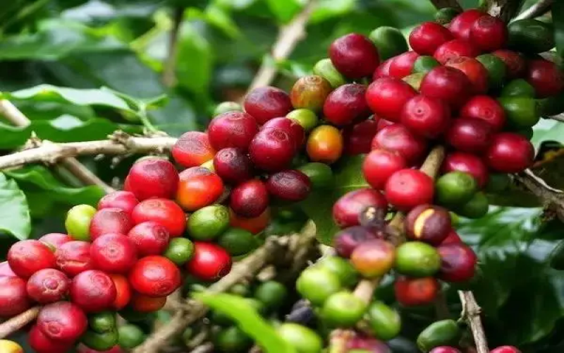 Ethiopia’s $20.8 Million Plan to Boost Sustainable Coffee in Line with EU EUDR Regulations