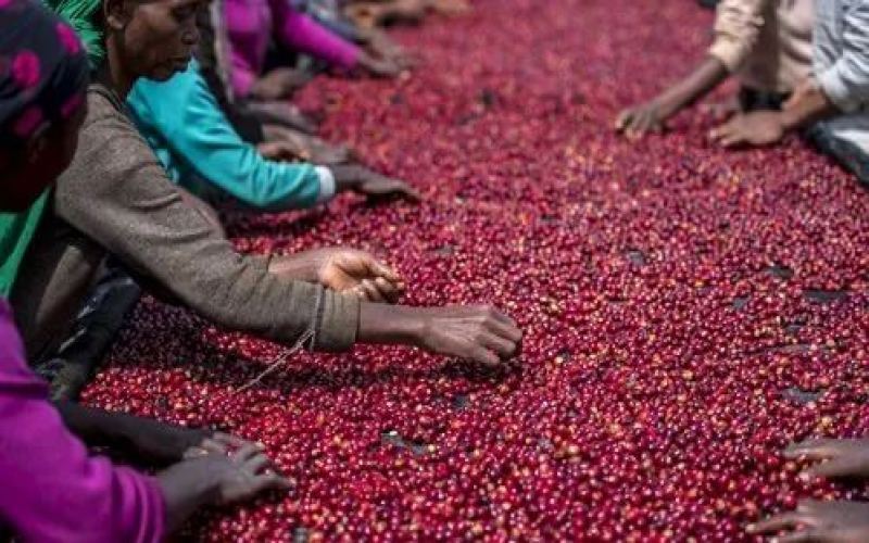 Ethiopia's coffee exports exceed $570 million USD！ How the Berbera Port Agreement is reshaping trade destiny?