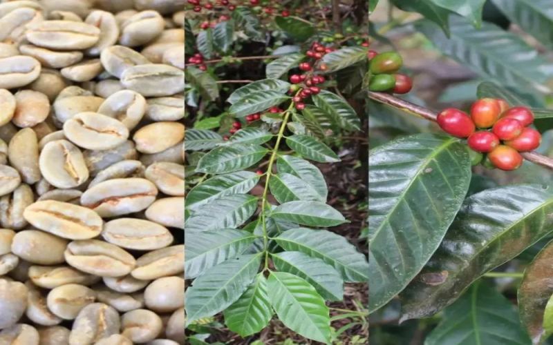 Delving into Ethiopia’s Gesha Village: Exploring the Three Major Gesha Varieties and Their Unique Flavors