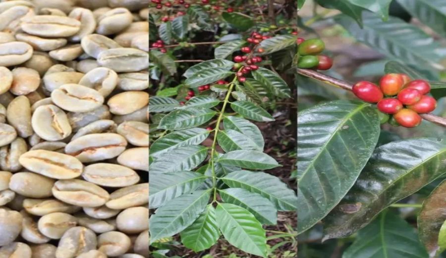 Delving into Ethiopia’s Gesha Village: Exploring the Three Major Gesha Varieties and Their Unique Flavors