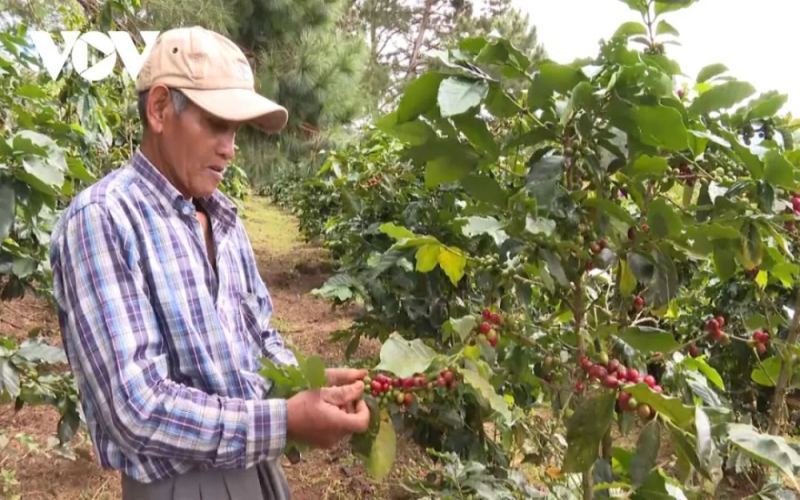 Behind the Surge in Vietnamese Coffee Prices: How the Red Sea Crisis is Affecting Global Supply Chains?
