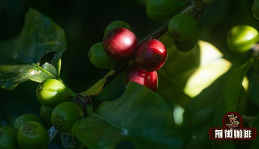 Best Drinking Window After Opening for Floral Aroma Coffee Beans | When to Brew & How to Store
