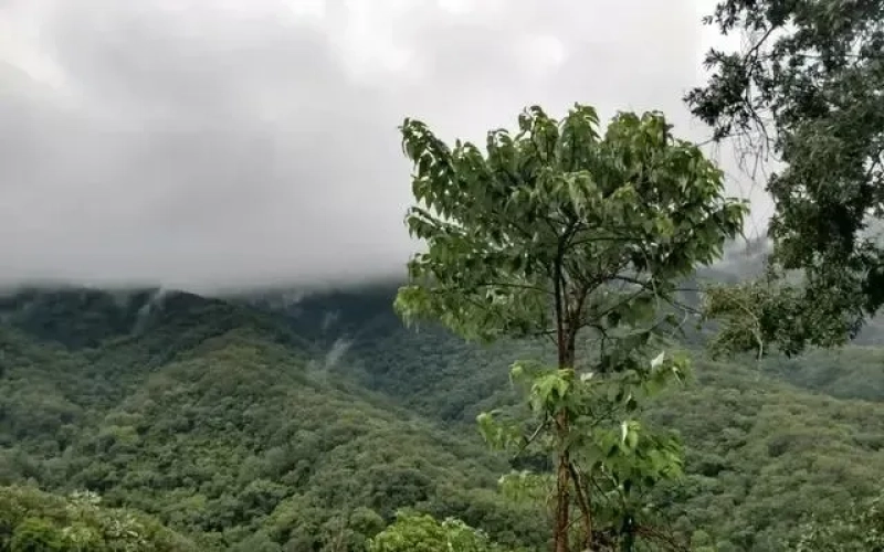 Unveiling Mexico’s Veracruz Coffee Region: How La Perla Farm Won the COE Championship