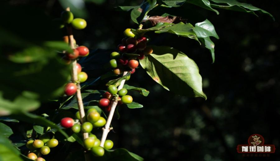 In-depth Analysis of Indonesian Golden Mandheling: A Comprehensive Guide to Origin, Flavor, Processing Method, and Pour Over Parameters