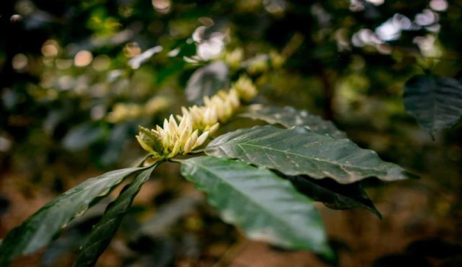 A Comprehensive Guide to Laos’ Coffee Regions: A Flavor Journey from Colonial Legacy to High-Altitude Arabica
