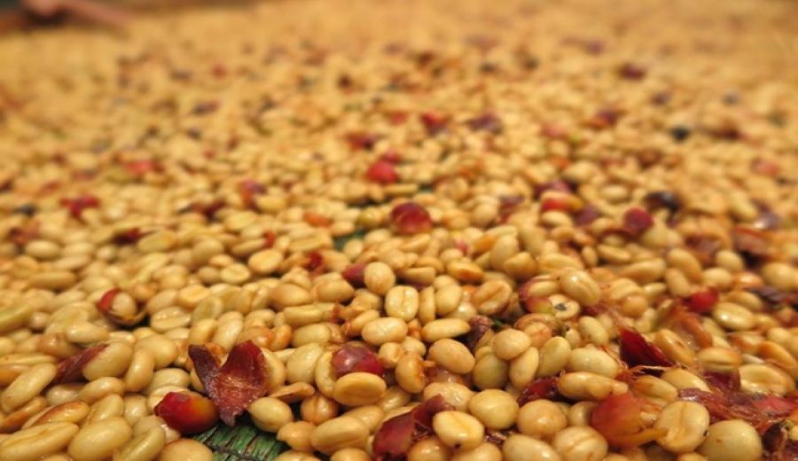 Costa Rica Tarrazú Geisha Washed Bean: Full Guide to Flavor Profile & Pour Over Parameters