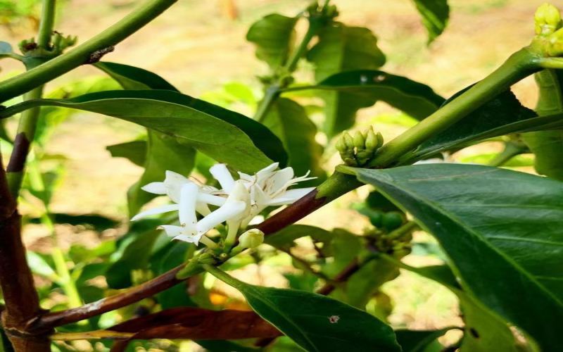 The Origins of Panama Geisha and an Analysis of the Three-Tier Beans from Hacienda La Esmeralda: Flavor Differences from Red to Blue Labels and Plot Details