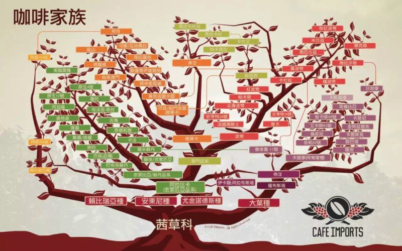 What’s the difference between Arabica and Robusta? A comprehensive guide to specialty Arabica coffee beans and how to choose them