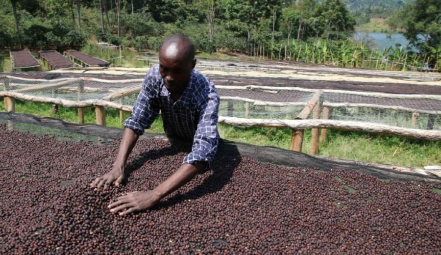 How to Brew Sidama Huakui SOE? A Complete Guide to Light-to-Medium Roast Selection, Natural Processing, and Espresso Machine Settings