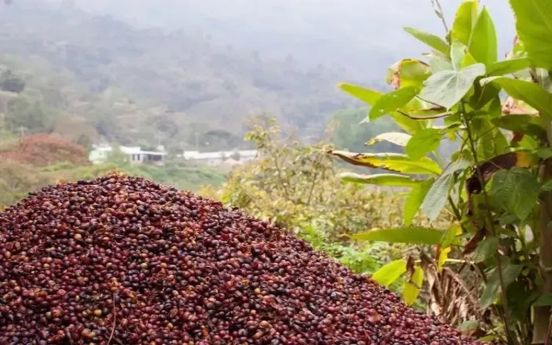 Champion Mexican Oaxaca Geisha 91.13 Points from Finca La Nieves: The Road to Revival