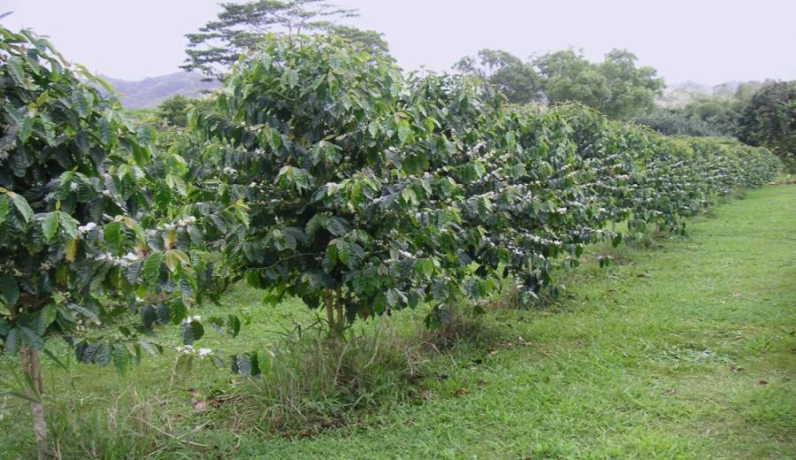 A Comprehensive Guide to Robusta Coffee Beans: Flavor, Grading, Pricing, and the Weight Loss Myth