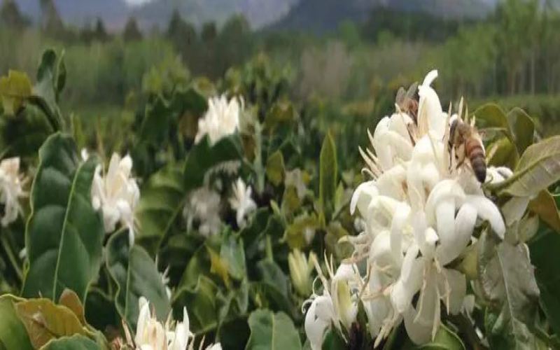 Brazil’s January Coffee Exports Hit Record Highs – Analysis of Santos Port Congestion & Production Concerns