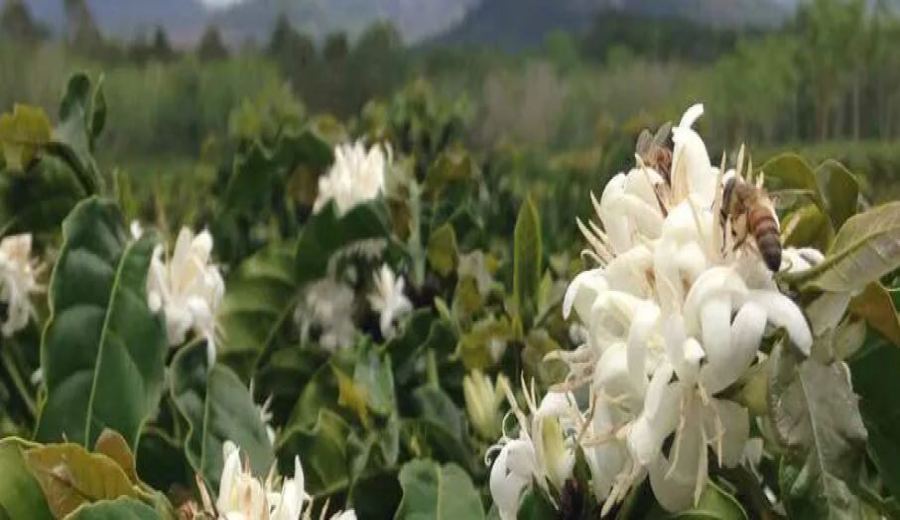 Brazil’s January Coffee Exports Hit Record Highs – Analysis of Santos Port Congestion & Production Concerns