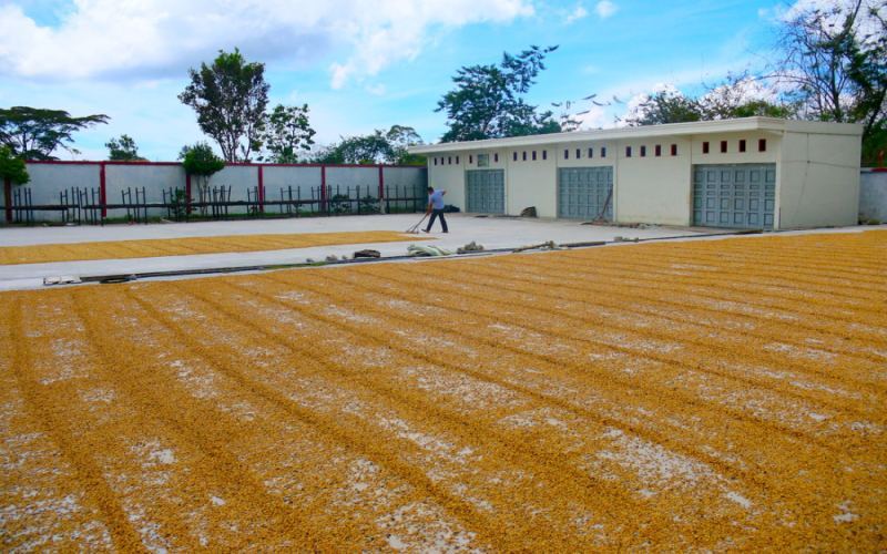 In-depth Comparison of Indonesia’s Three Major Coffee Regions: Flavor Analysis of Mandheling, Java, and Toraja