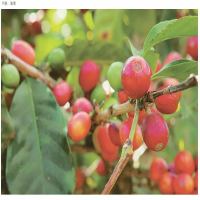 Automatic Coffee Machine Bean Resting and Storage Tips: A Key Guide to Brewing Delicious Coffee