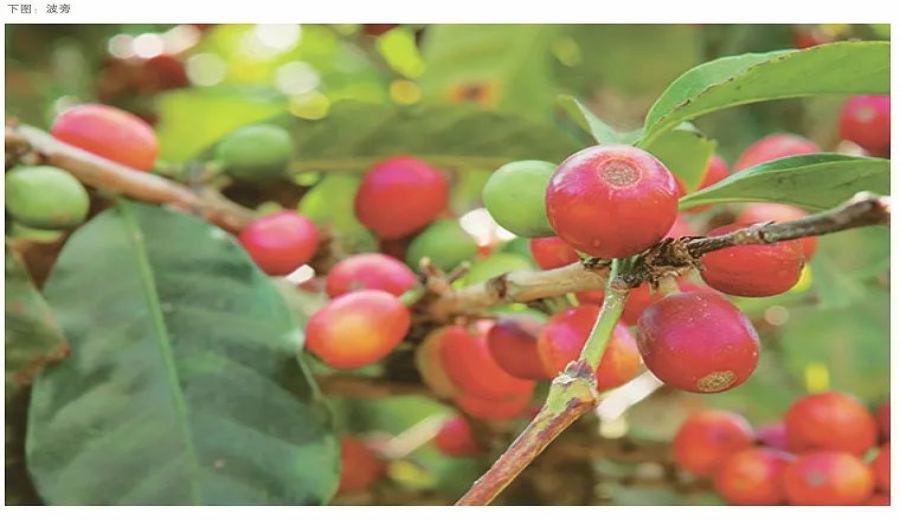 Automatic Coffee Machine Bean Resting and Storage Tips: A Key Guide to Brewing Delicious Coffee
