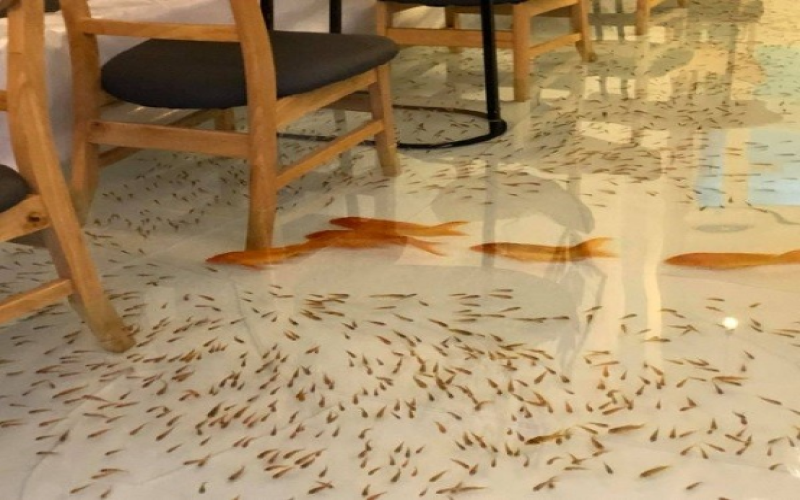 Vietnamese Koi Café Sparks Controversy: Exploring the Safety and Ethics of Its Interactive Floor Pond Design