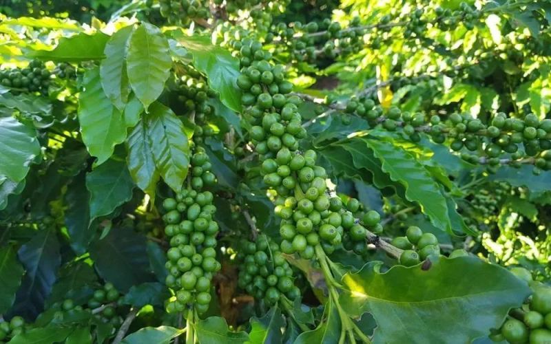 Analysis of Brazilian AC1 Decaf Coffee Beans: Origins, Characteristics, and Future Commercialization Directions