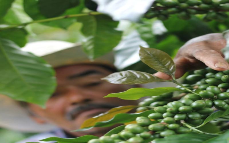 Honduras Sweet Orange Estate Caturra Washed Beans: A Complete Guide to Flavor Profile & Pour Over Parameters
