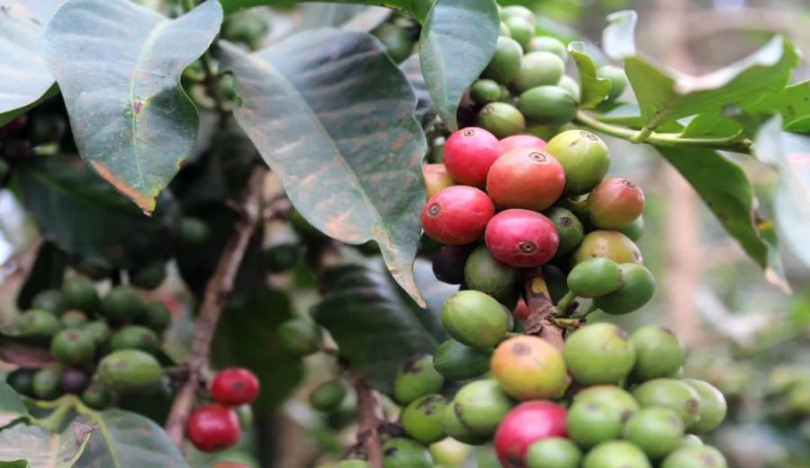 In-Depth Analysis of Kenya’s Four Major Coffee Varieties: From SL28 and SL34 to the Disease-Resistant Newcomer Batian