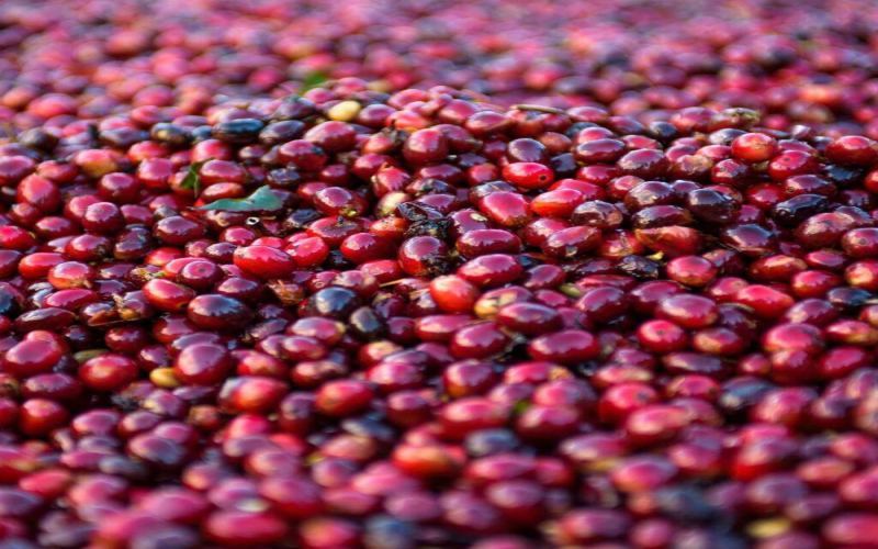 A Complete Guide to Panamanian and Ethiopian Geisha Coffee: Varietal Origins, Grading Systems, and Flavor Profiles