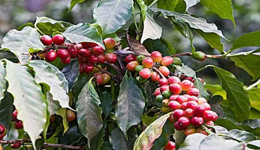 An Introduction to Indonesian Sumatra Lintong Mandheling: Wet-Hulled Processing Flavors, Regional Characteristics, and Pour Over Parameters