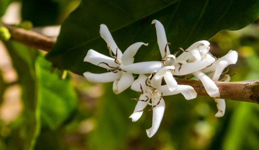 A Global Tour of Geisha Coffee Origins: Flavor Differences and Brewing Secrets from Panama to Colombia
