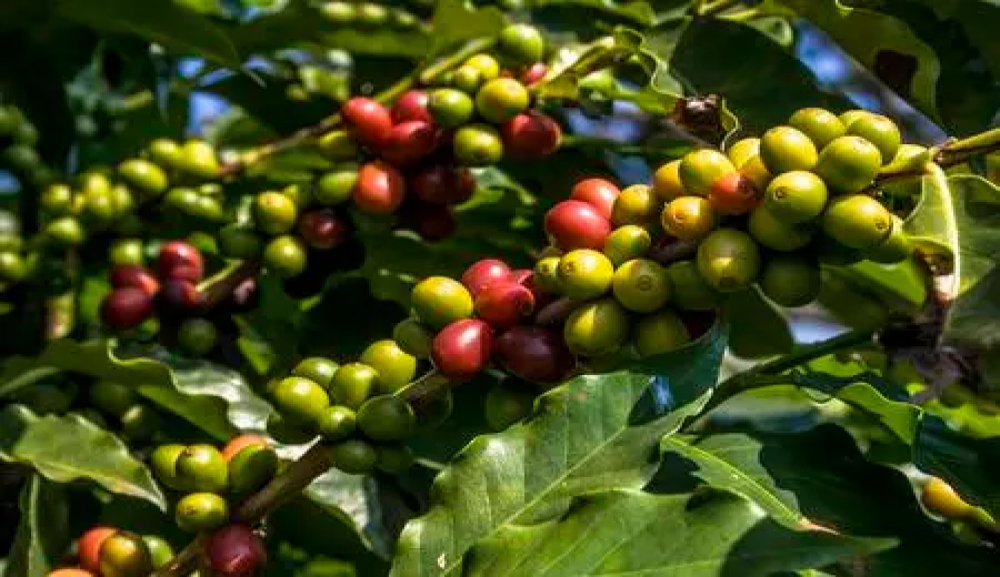 Behind the Soaring Prices of Vietnamese Robusta Coffee: Global Supply Chain Realities and Market Outlook