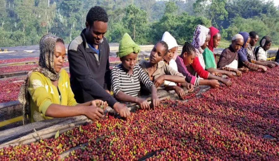 A Comprehensive Guide to Ethiopian Natural Aricha: TOH Champion Background & Washed Version Comparison