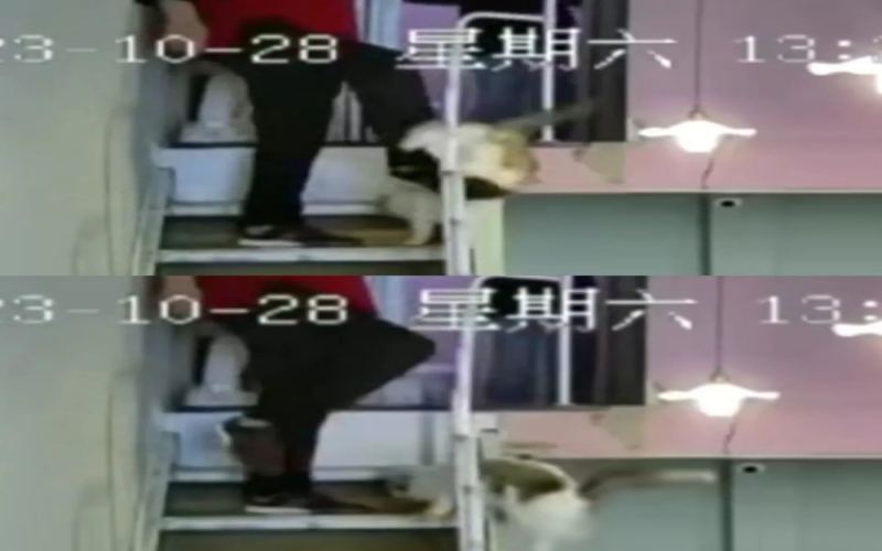 Jiangsu Wuxi Cat Café Conflict Incident: A Guide to Balancing Safety and Rights When Children Interact with Cats