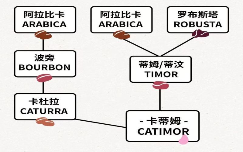The Origins of the Catimor Coffee Variety and Its Practical Cultivation in Yunnan: Flavor, Disease Resistance, and Key Growing Factors