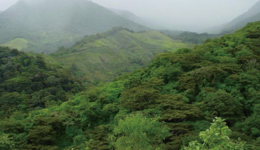 The Ultimate Guide to Panamanian Boquete Coffee: Geisha Origins, Finca Lerida's Hua Die Blend & Pour Over Parameters