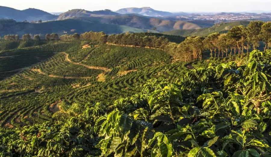 Robusta coffee futures surge: How supply-demand imbalance + Red Sea crisis drive up global bean prices