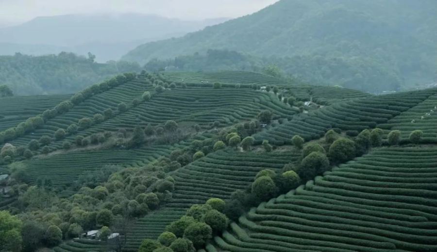 CoffeeV Cart in Longwu Tea Plantation, Hangzhou: A Relaxing Spring Experience of Tea Picking, Sightseeing, and Coffee
