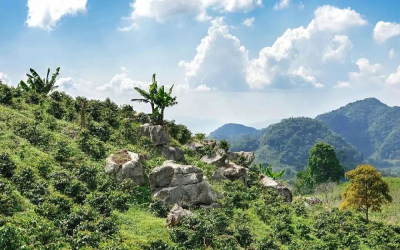 Analysis of the Characteristics and Planting Challenges of Honduras’ Four Major Coffee Varieties