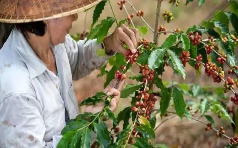 Vietnam coffee prices remain high; Nestlé invests $100 million to expand Tri An factory